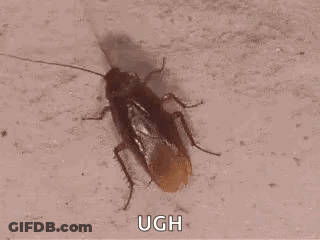 A Cockroach Is Crawling On A Concrete Surface And Looking At The Camera . GIF