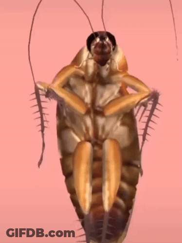 A Cockroach Is Crawling On A Pink Surface GIF