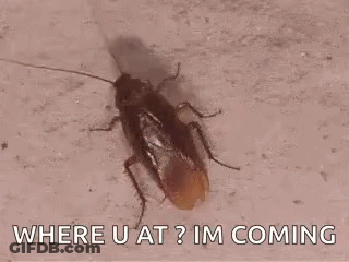 A Cockroach Is Crawling On A Wall With The Words `` Where U At ? Im Coming '' Written On It . GIF