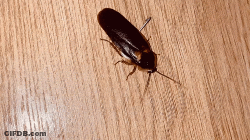 A Cockroach Is Crawling On A Wood Surface GIF
