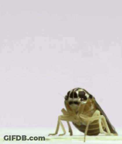 A Cockroach Is Flying Through The Air On A White Surface . GIF