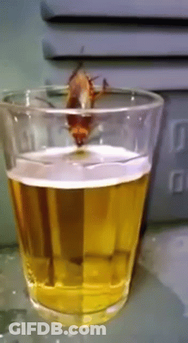 A Cockroach Is Sitting In A Glass Of Beer GIF