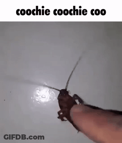 A Cockroach Is Sitting On A Person 'S Finger And Looking At The Camera . GIF