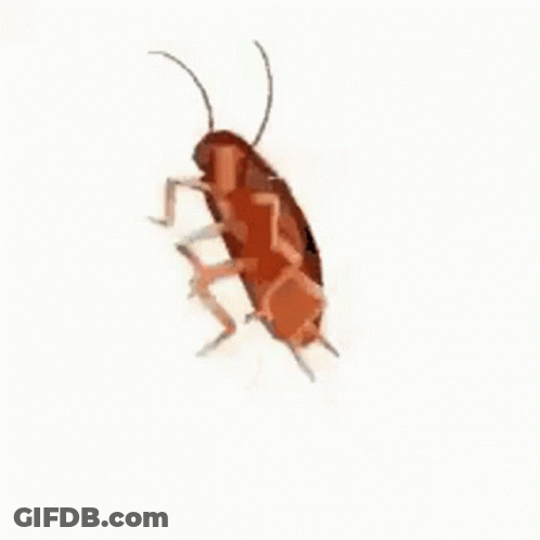 A Cockroach Is Sitting On A White Surface . GIF