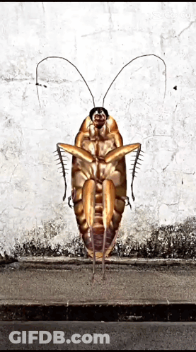A Cockroach Is Standing On Its Back On A Sidewalk GIF