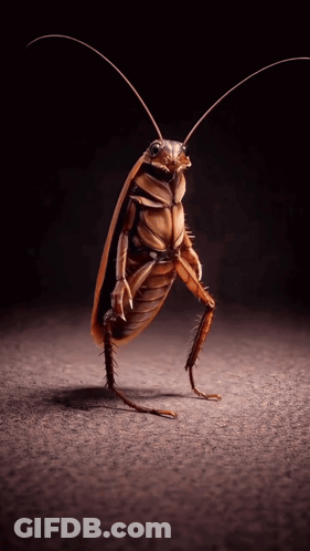 A Cockroach Is Standing On One Leg On A Dark Surface GIF