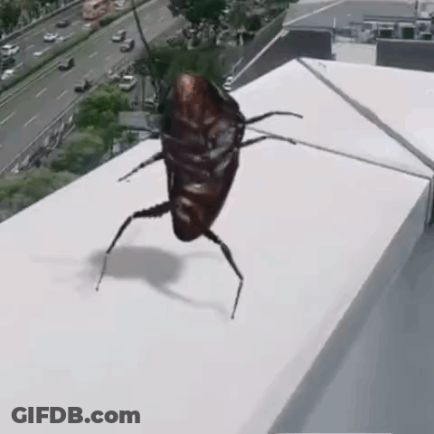 A Cockroach Is Standing On Top Of A White Ledge . GIF
