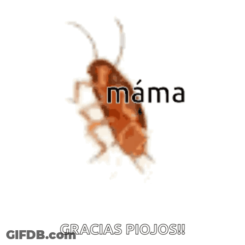 A Cockroach With The Word Mama On It GIF