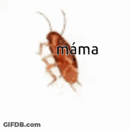 A Cockroach With The Words Mama Written On It . GIF