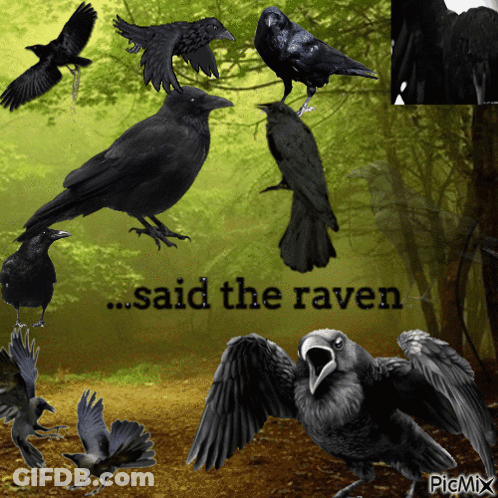 A Collage Of Black Birds With The Words " Said The Raven " Above Them GIF