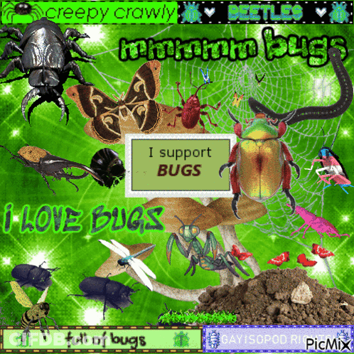 A Collage Of Bugs With The Words I Support Bugs On The Bottom GIF