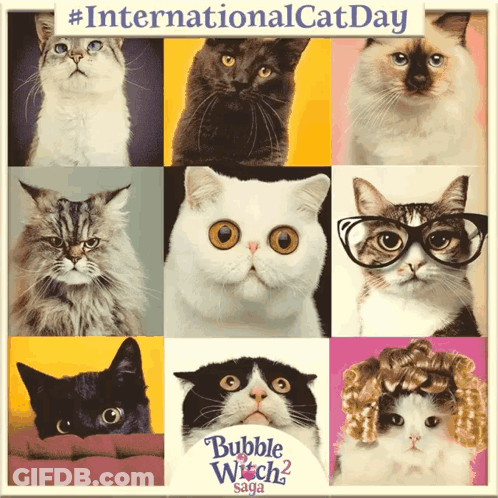 A Collage Of Cats With Bubble Witch Saga On The Bottom Right GIF