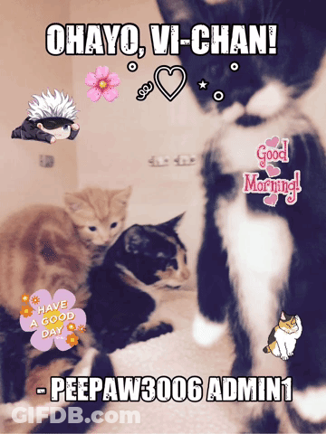 A Collage Of Cats With The Words Ohayo Vi-Chan GIF