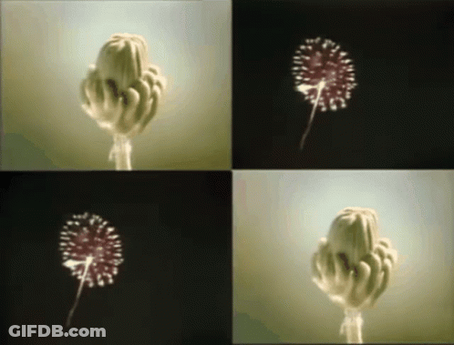 A Collage Of Four Pictures Of A Dandelion In Different Positions GIF