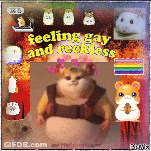 A Collage Of Hamsters With The Words Feeling Gay And Reckless GIF