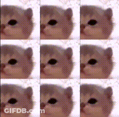 A Collage Of Images Of A Cat 'S Face With Different Expressions GIF