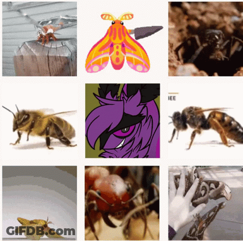 A Collage Of Insects Including A Moth And A Bee GIF