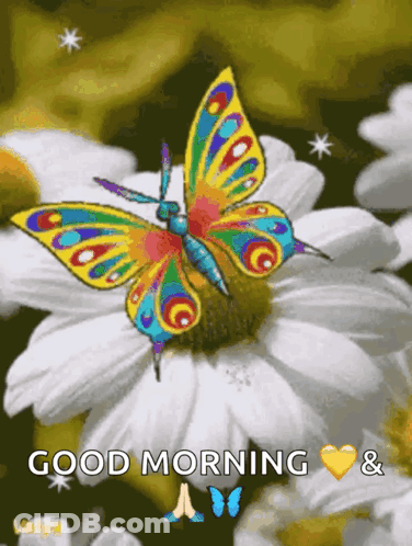 A Colorful Butterfly Is Sitting On A White Flower With The Words Good Morning And Butterflies Below It GIF