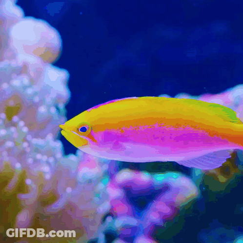A Colorful Fish With A Yellow Head Is Swimming In The Ocean GIF