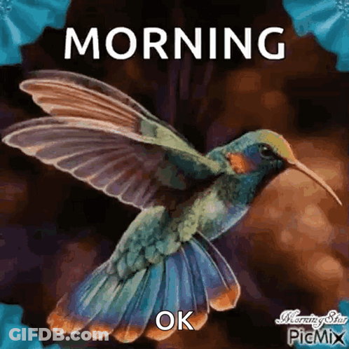 A Colorful Hummingbird Is Flying In The Air With The Words `` Morning Ok '' . GIF
