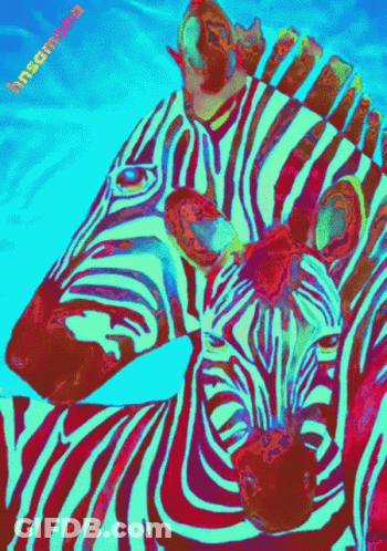 A Colorful Painting Of Two Zebras With Insanama Written Below Them GIF