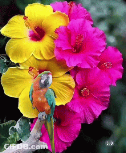 A Colorful Parrot Is Perched On A Branch In Front Of A Bunch Of Flowers GIF