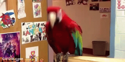 A Colorful Parrot Is Standing In Front Of A Bulletin Board With A Sign That Says Love Animals GIF