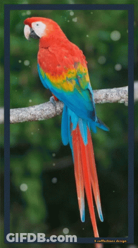 A Colorful Parrot Perched On A Branch With A Blue Border GIF