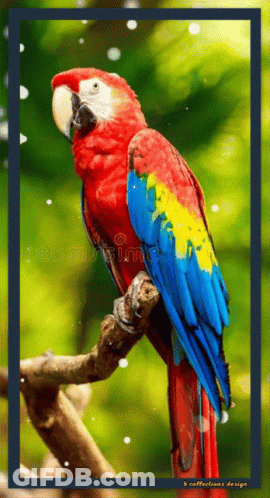 A Colorful Parrot Perched On A Tree Branch With A Blue Frame Around It GIF
