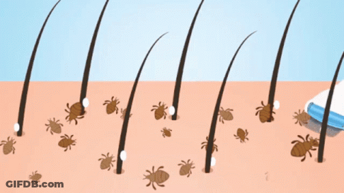 A Comb Is Being Used To Remove Lice From A Persons Hair GIF