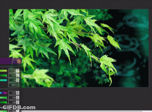 A Computer Screen Displays A Picture Of Green Leaves And A Color Palette GIF