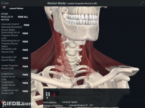 A Computer Screen Shows A Skeleton And Muscles And Says Motion Mode GIF