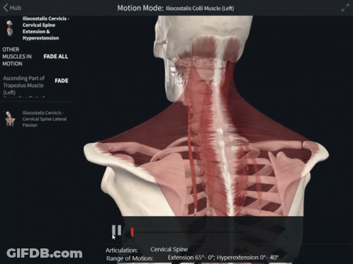 A Computer Screen Shows The Muscles In The Neck GIF