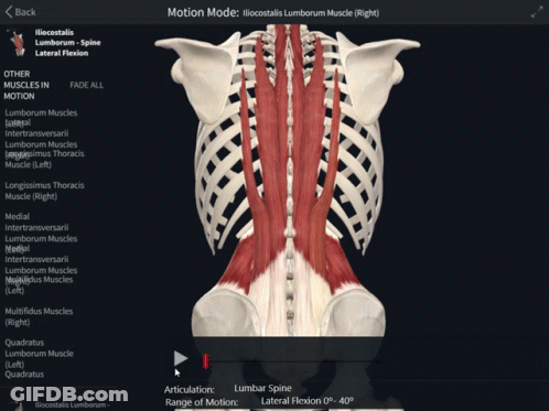 A Computer Screen Shows The Muscles Of The Thorax GIF