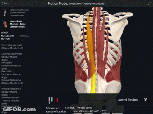 A Computer Screen Shows The Muscles Of The Torso In Motion GIF