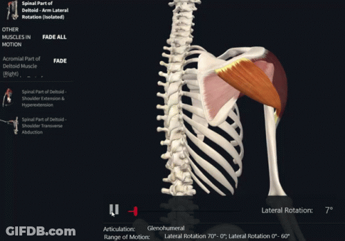 A Computer Screen Shows The Spinal Part Of The Deltoid Arm Lateral Rotation And Other Muscles In Motion GIF