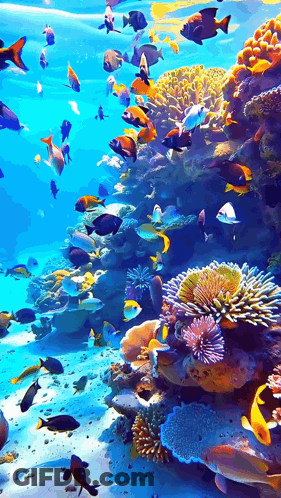 A Coral Reef With A Lot Of Fish Swimming Around It GIF