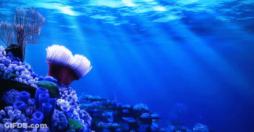 Coral Reef With Blue Sponges And Sea Anemone GIF