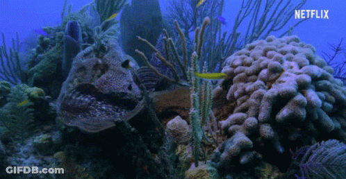 A Coral Reef With Netflix Written On The Bottom GIF