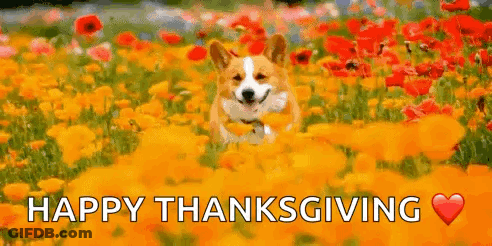 A Corgi Dog Is Running Through A Field Of Flowers With The Words `` Happy Thanksgiving '' . GIF