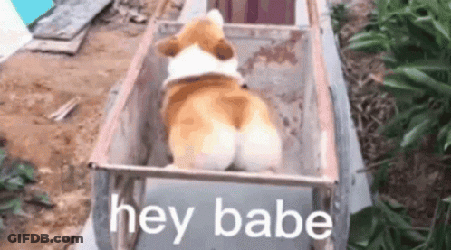 A Corgi Dog Is Sitting In A Wheelbarrow With The Words Hey Babe Written On It . GIF