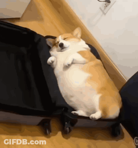 A Corgi Dog Is Sleeping In A Suitcase With Its Eyes Closed GIF