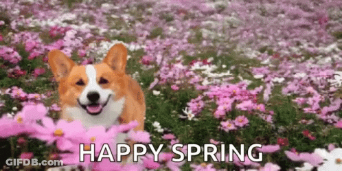 A Corgi Dog Is Standing In A Field Of Pink Flowers With The Words `` Happy Spring '' Below It . GIF