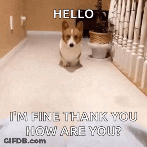 A Corgi Dog Is Walking Down A Hallway And Saying `` Hello I 'M Fine Thank You How Are You ? '' GIF