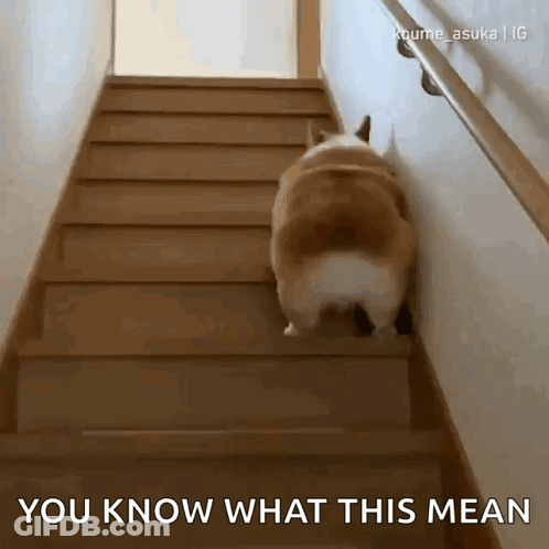 A Corgi Dog Is Walking Up A Set Of Stairs And The Caption Says You Know What This Mean GIF