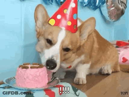 A Corgi Dog Wearing A Party Hat Is Eating A Pink Cake . GIF