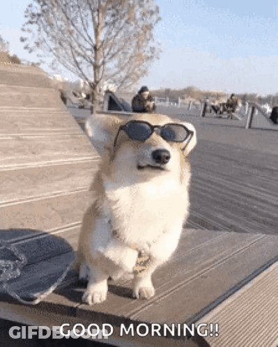 A Corgi Dog Wearing Sunglasses Is Standing On A Bench And Saying Good Morning . GIF