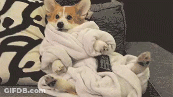A Corgi Dog Wrapped In A Blanket Is Laying On A Couch Holding A Remote Control . GIF