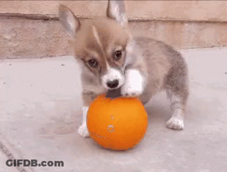 A Corgi Puppy Is Playing With A Pumpkin On The Ground . GIF