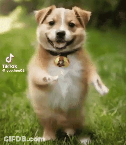 A Corgi Puppy Is Standing On Its Hind Legs In The Grass And Smiling . GIF